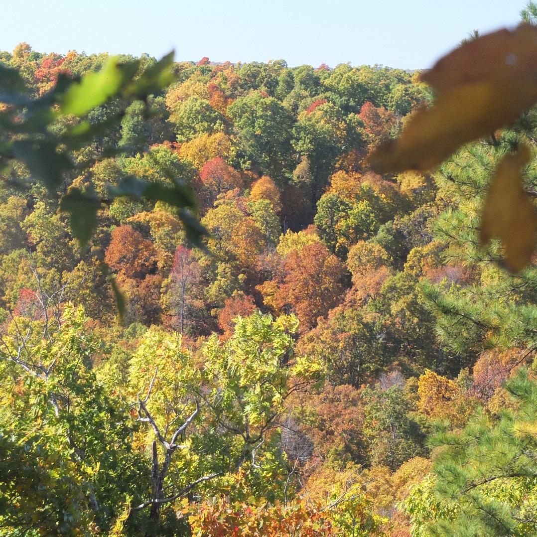  Autumn Leaves=